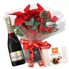 Poinsettia plant (Pascuero), Moet Chandon Cava and box of chocolates